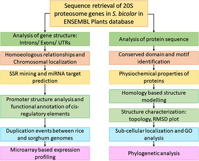 Structural and functional characteristics and expression profile of the 20S proteasome gene family in Sorghum under abiotic stress